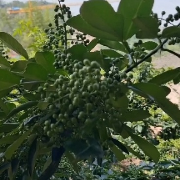 鲜花椒