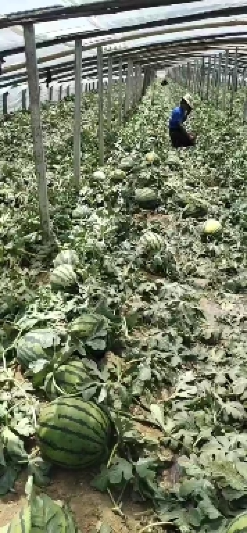 山东西瓜精品甜王西瓜皮薄黑籽基地看货议价大红瓤八斤打底