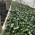 荷花绿化荷花品种荷花挺水植物公园园林美化