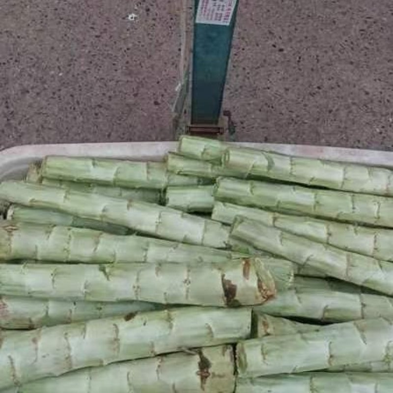 莴笋头