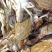 鲜活梭子蟹