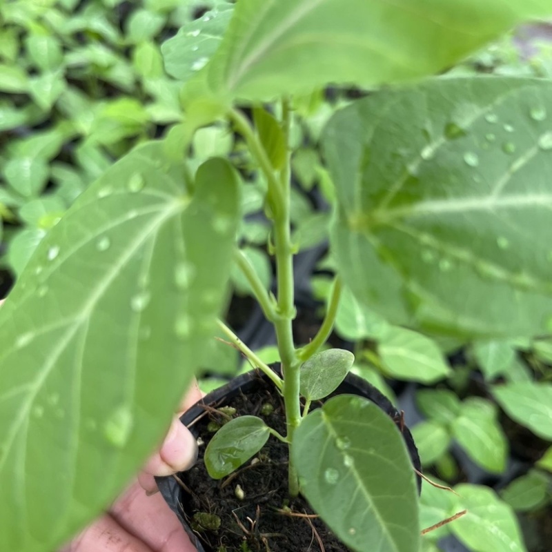 哥伦比亚热情百香果
