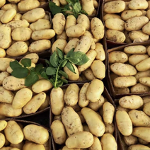 黄皮土豆新鲜大土豆马铃薯地瓜中薯希森沃土荷兰十五土豆都有