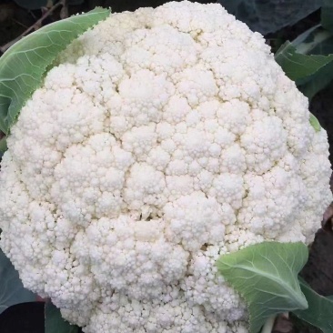 散花