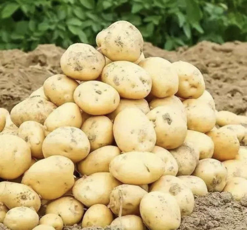 黄皮土豆黄心大土豆沙土种植土豆马铃薯地瓜中薯v7沃土都有
