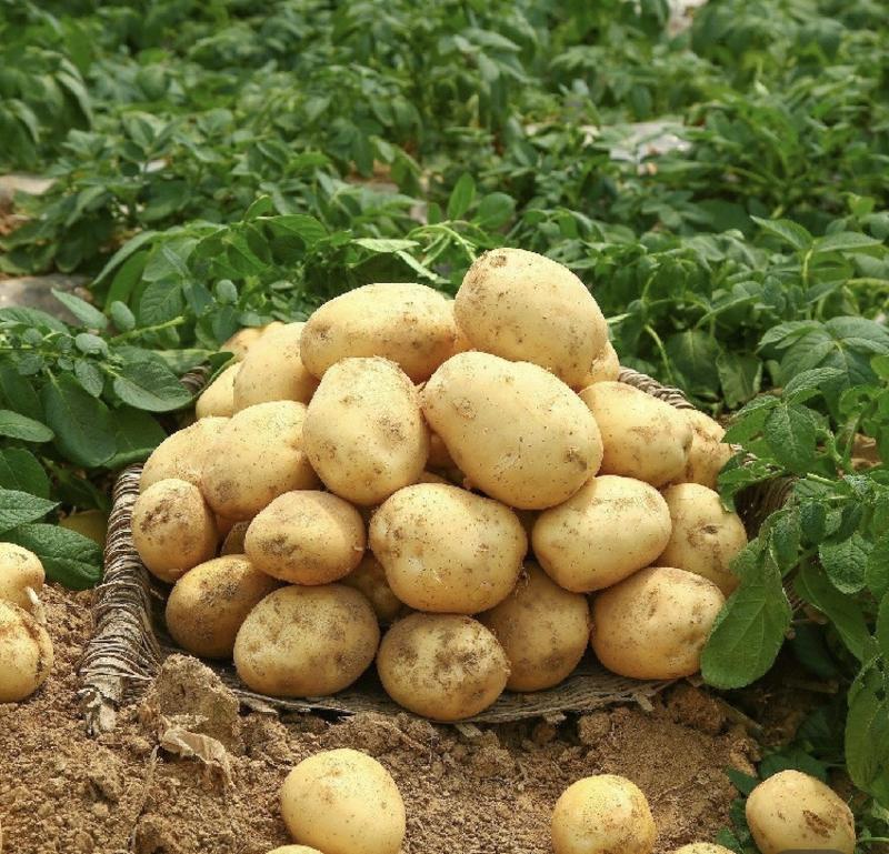 黄皮土豆黄心大土豆沙土种植土豆马铃薯地瓜中薯v7沃土都有
