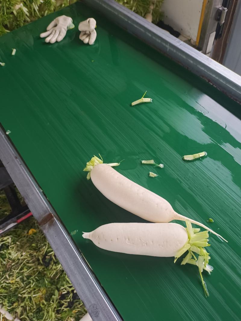 春罗卜大量供应