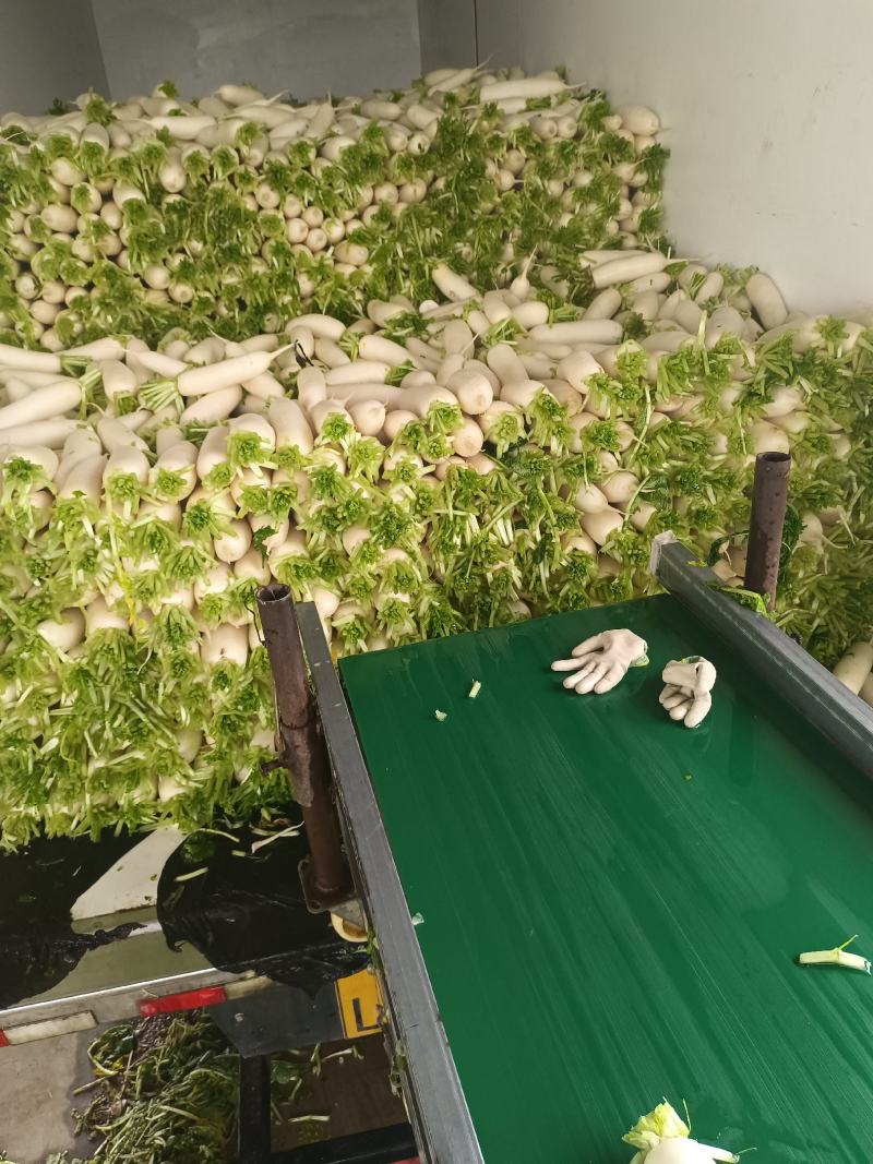 春罗卜大量供应