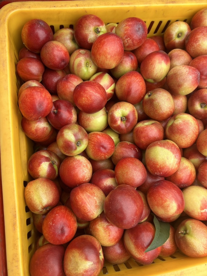 白心油桃🍑🍑🍑🍑🍑🍑！！！！！！！！