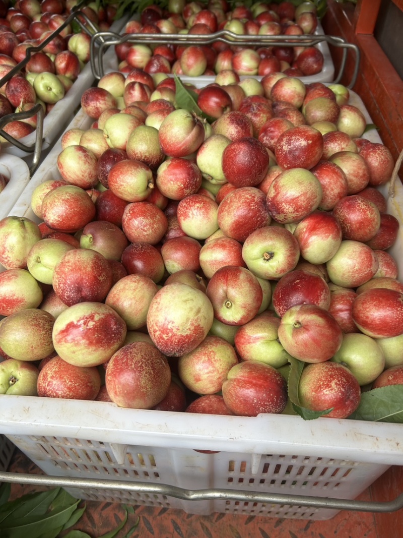 白心油桃🍑🍑🍑🍑🍑🍑！！！！！！！！
