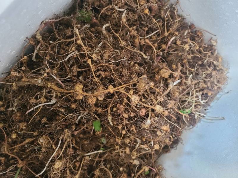 扣子七珠子参野生纽子七块茎鲜货种苗