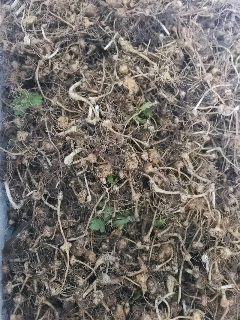 扣子七珠子参野生纽子七块茎鲜货种苗