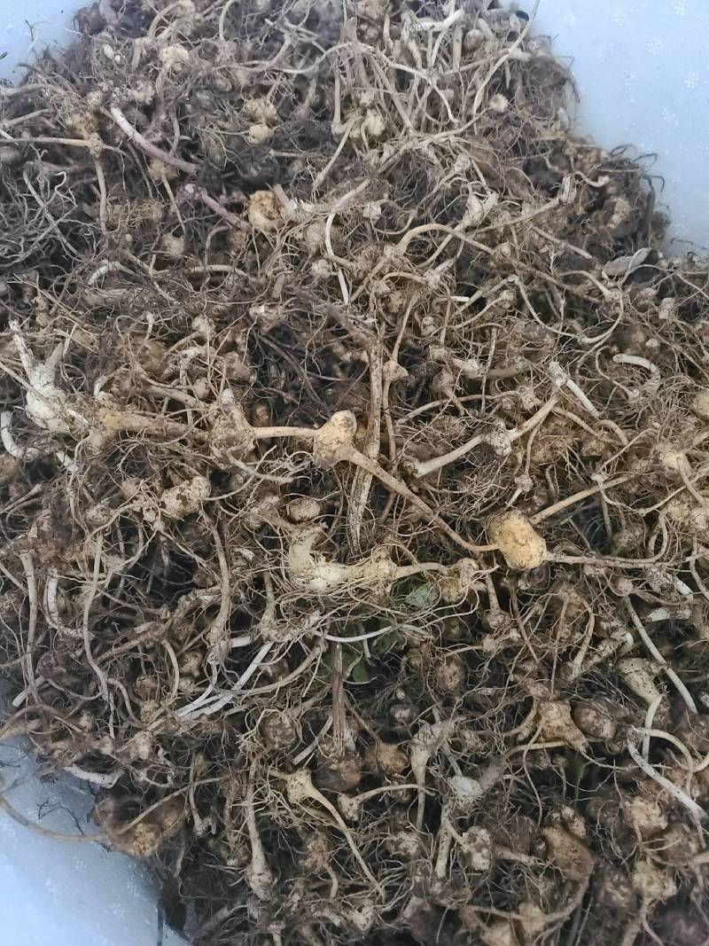 扣子七珠子参野生纽子七块茎鲜货种苗