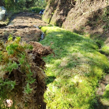水苔、海花草、泥炭藓