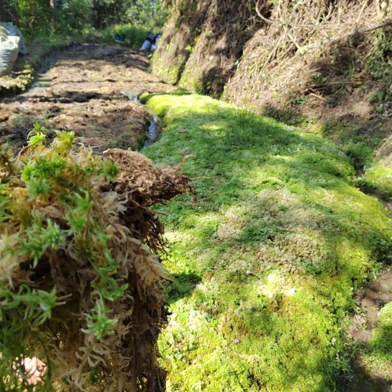 水苔、海花草、泥炭藓