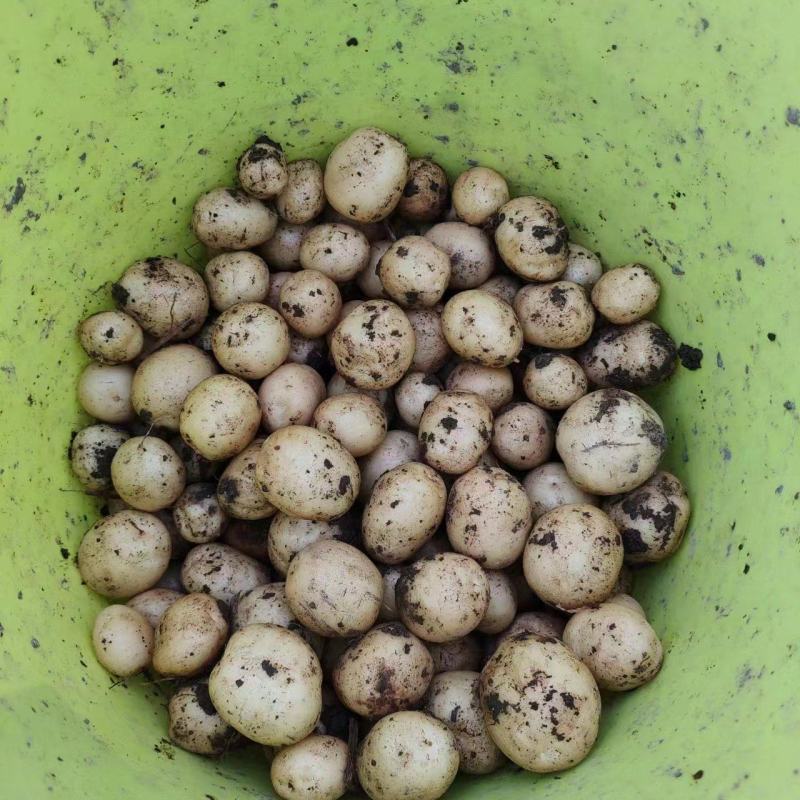 广西沃土土豆黄皮黄心土豆大量供应规格齐全货源充足产地直发