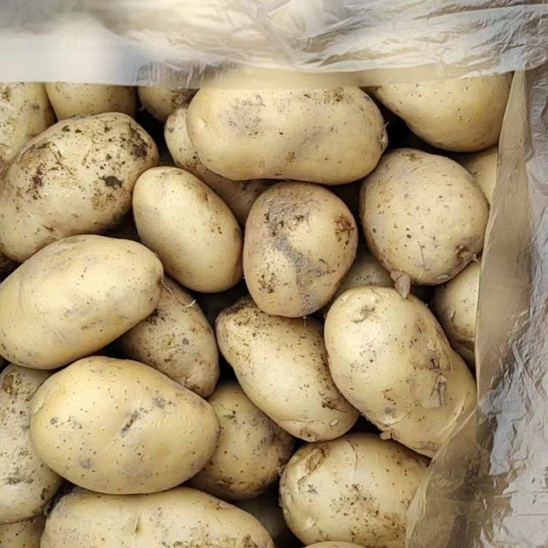广西沃土土豆黄皮黄心土豆大量供应规格齐全货源充足产地直发