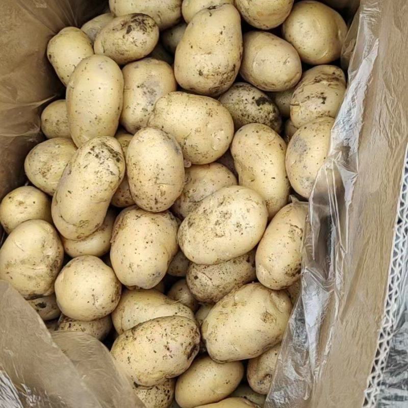 广西沃土土豆黄皮黄心土豆大量供应规格齐全货源充足产地直发