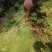 水苔、海花草、泥炭藓