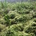 水苔、海花草、泥炭藓