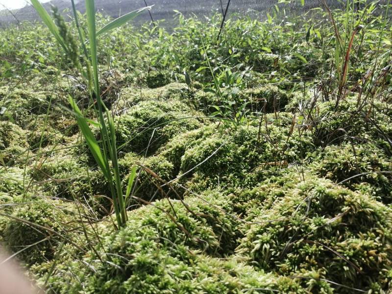 水苔、海花草、泥炭藓