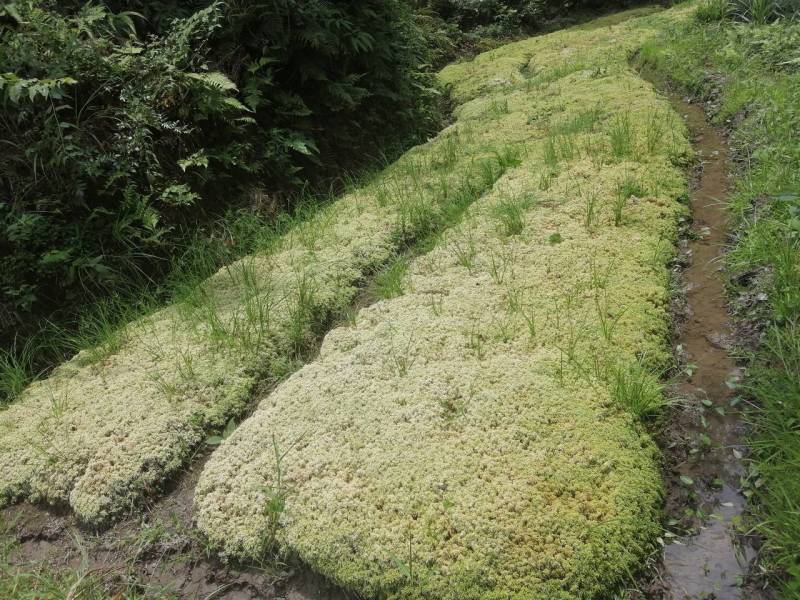 水苔、海花草、泥炭藓