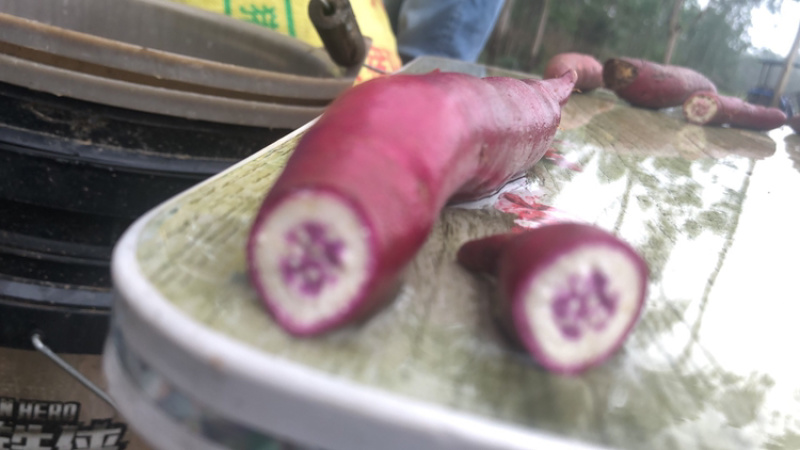 一点红番薯