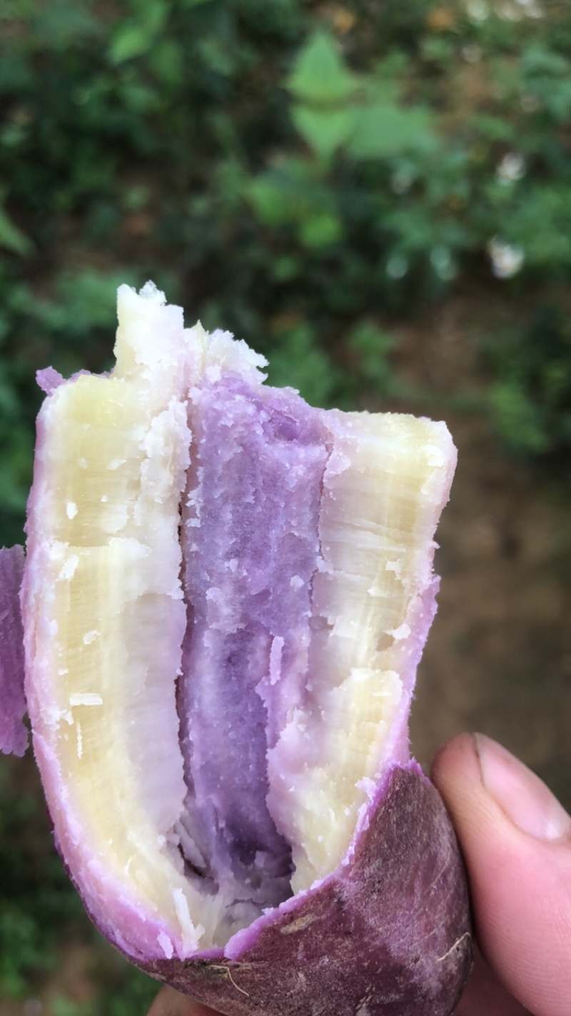 一点红番薯