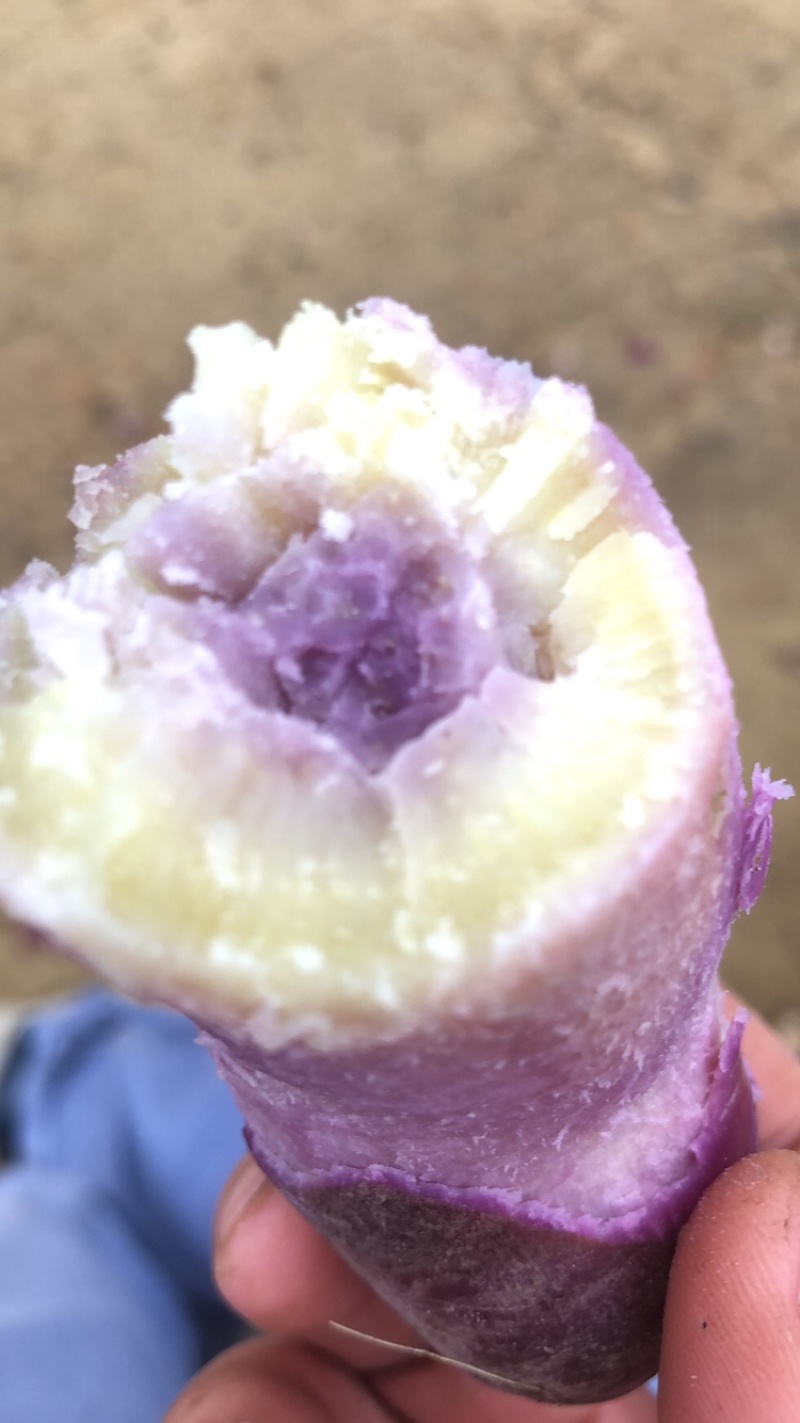 一点红番薯
