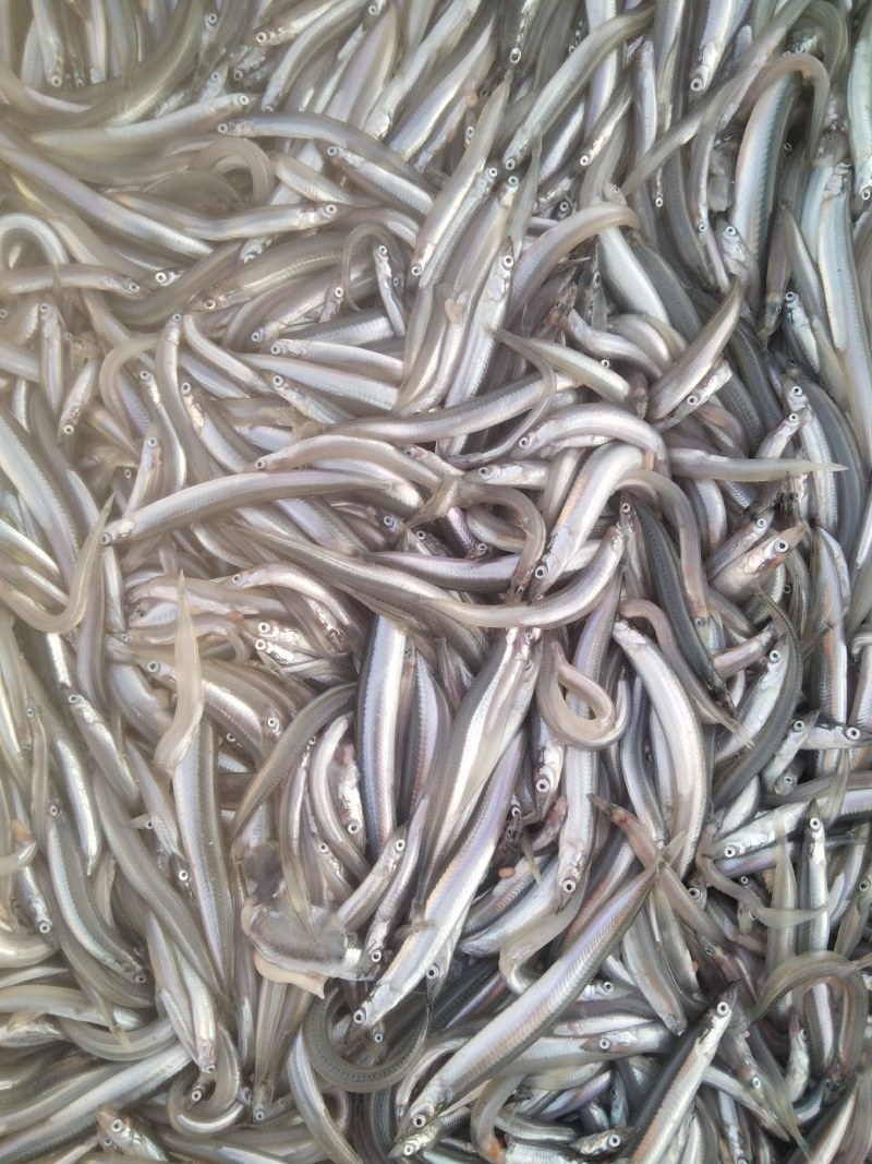 小银鱼