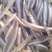 小银鱼