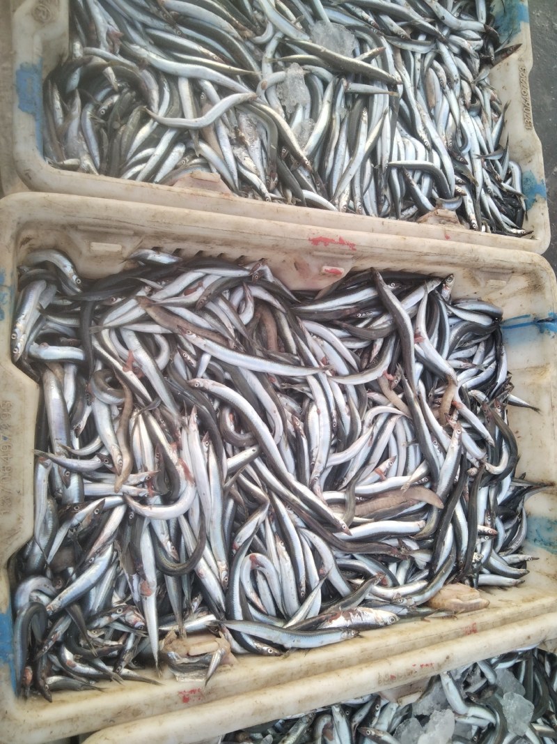 有滚子鱼