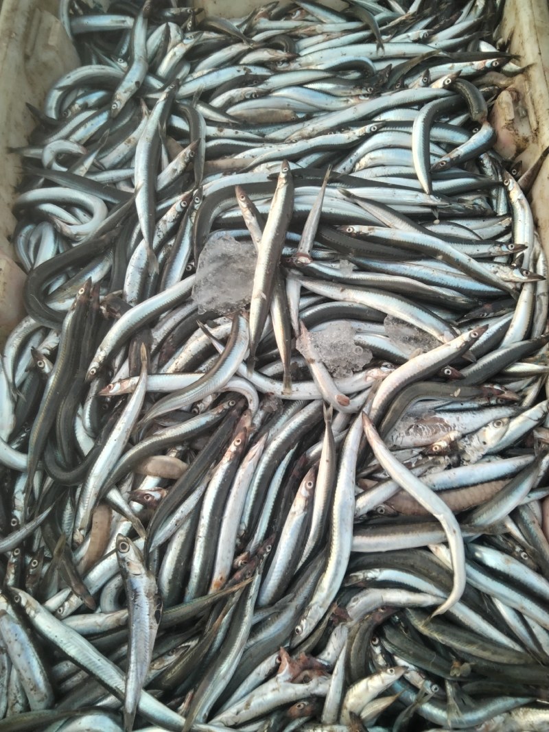 有滚子鱼