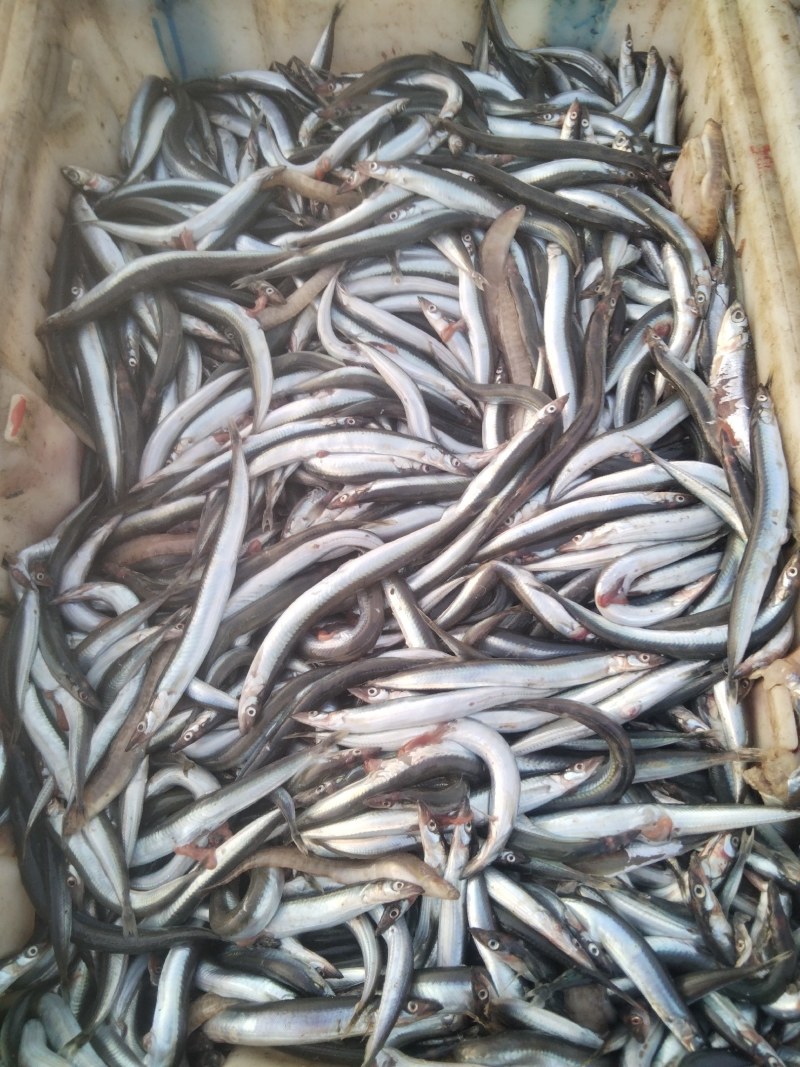 有滚子鱼
