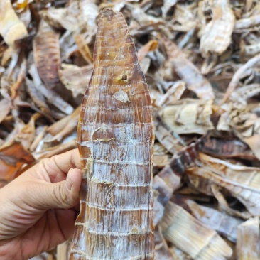 大笋干水煮笋干，全干，今年新货