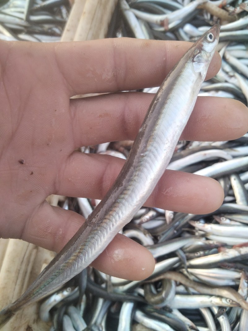 油滚子鱼