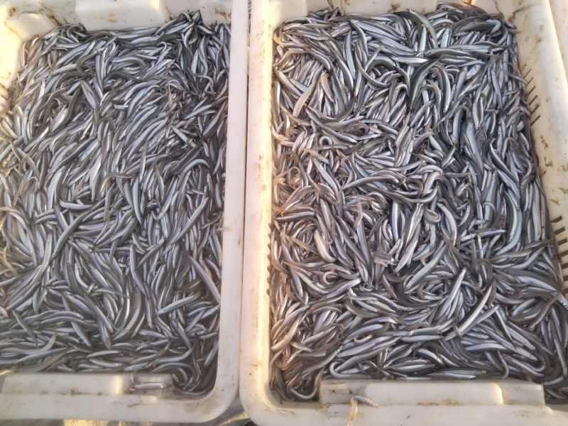 油滚子鱼