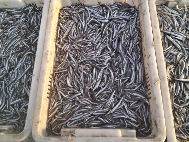 油滚子鱼