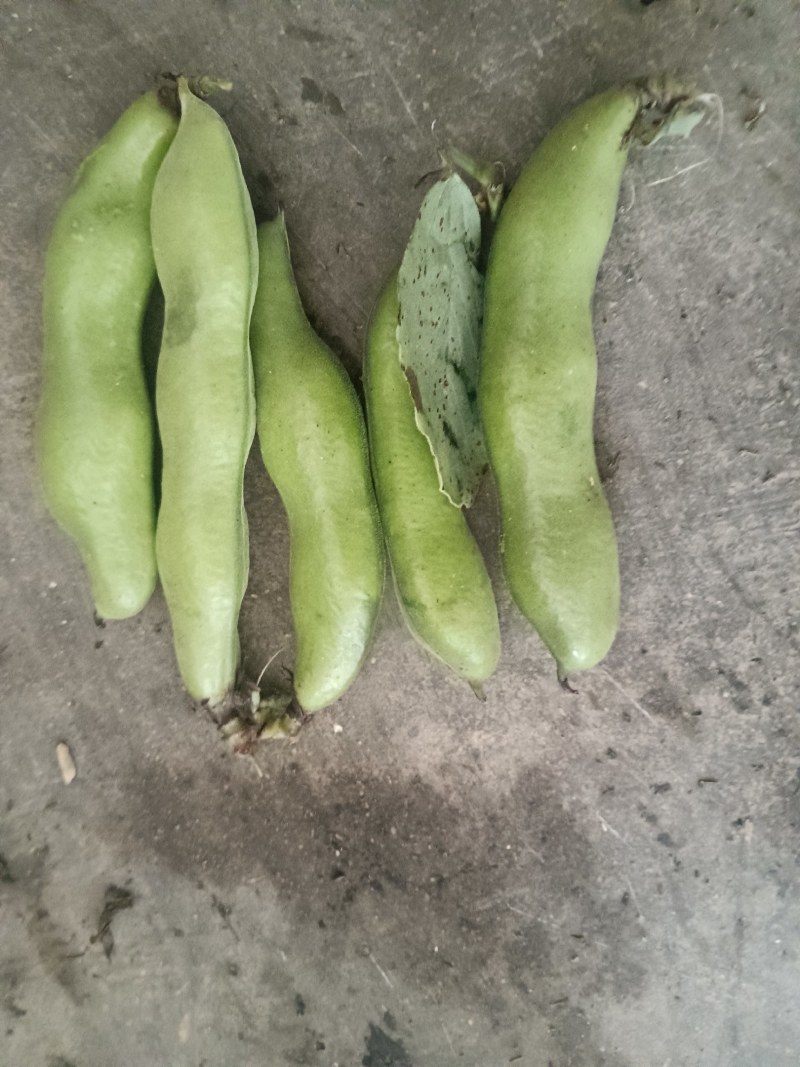 汉中蚕豆质量好，豆角大，出米高，欢迊选购