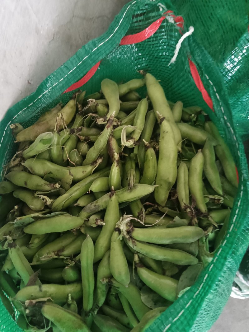 汉中蚕豆质量好，豆角大，出米高，欢迊选购