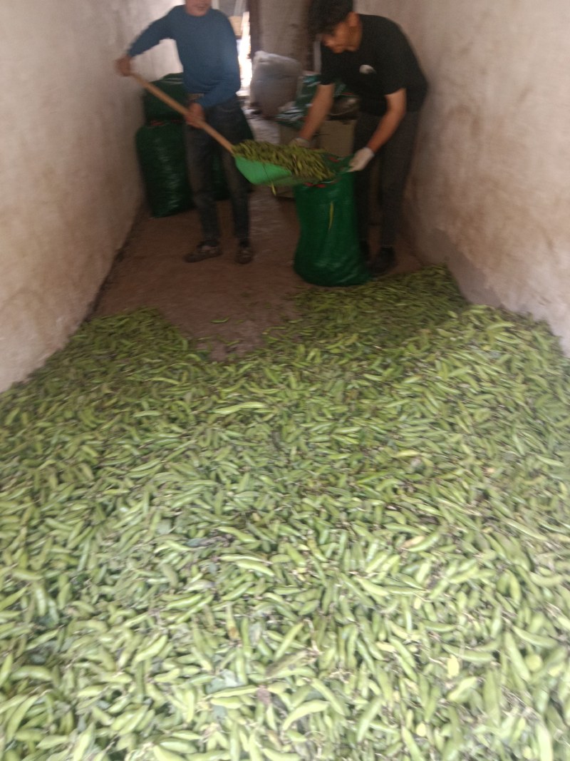 汉中蚕豆质量好，豆角大，出米高，欢迊选购
