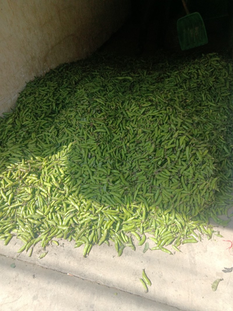 汉中蚕豆质量好，豆角大，出米高，欢迊选购