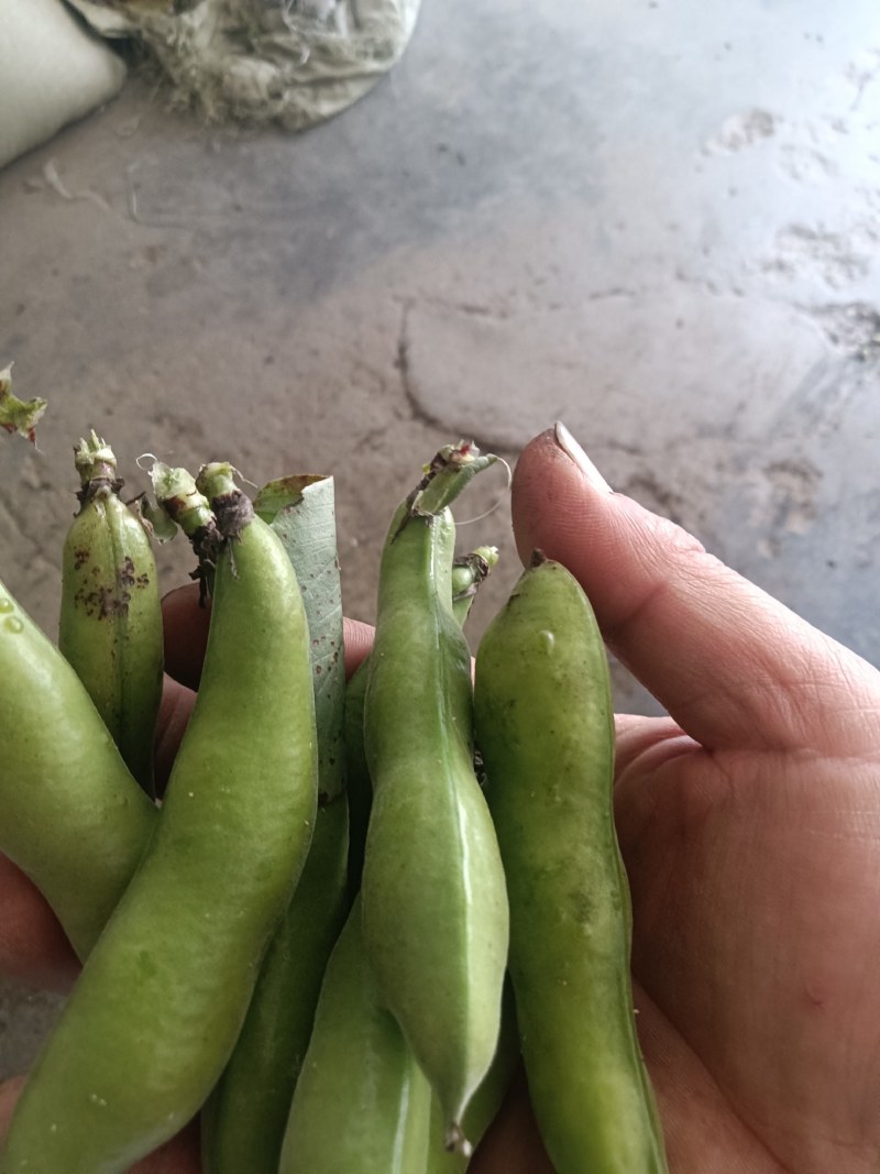 汉中蚕豆质量好，豆角大，出米高，欢迊选购