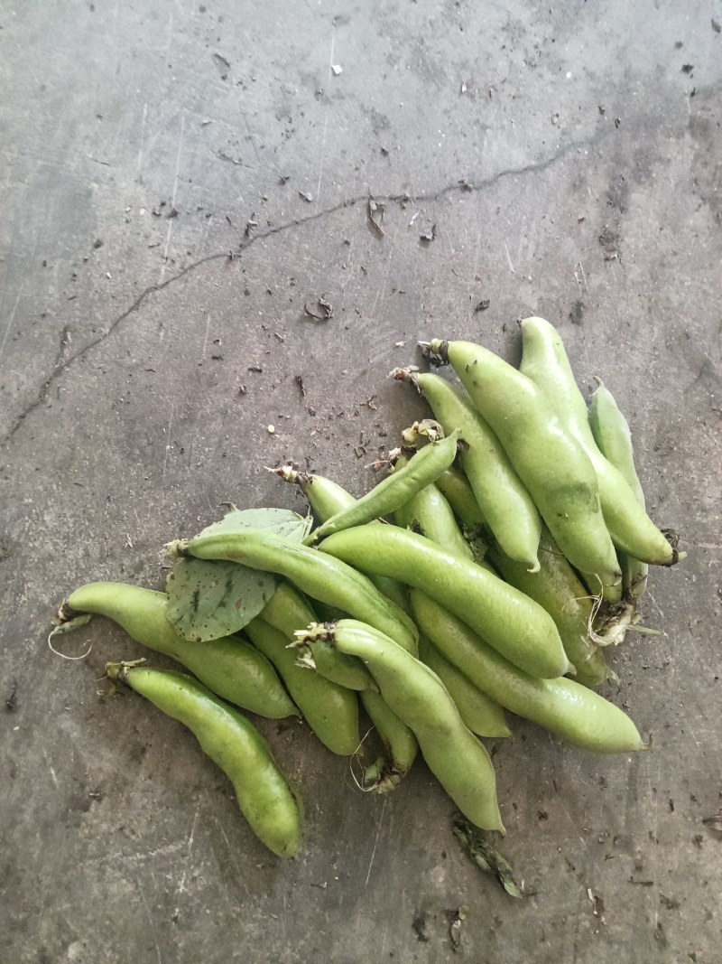 汉中蚕豆质量好，豆角大，出米高，欢迊选购