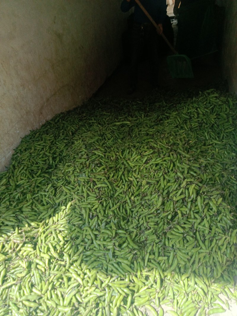 汉中蚕豆质量好，豆角大，出米高，欢迊选购