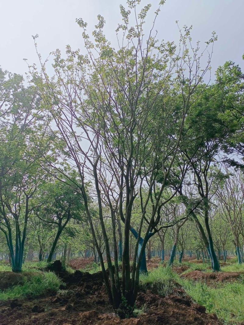 丛生朴树原生苗拼栽苗5-8杆基地一手
