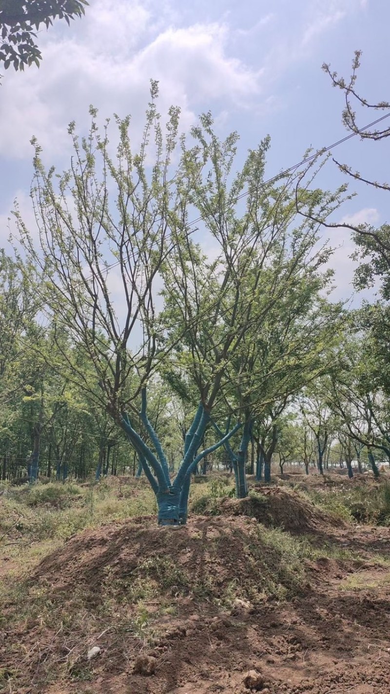 丛生朴树原生苗拼栽苗5-8杆基地一手