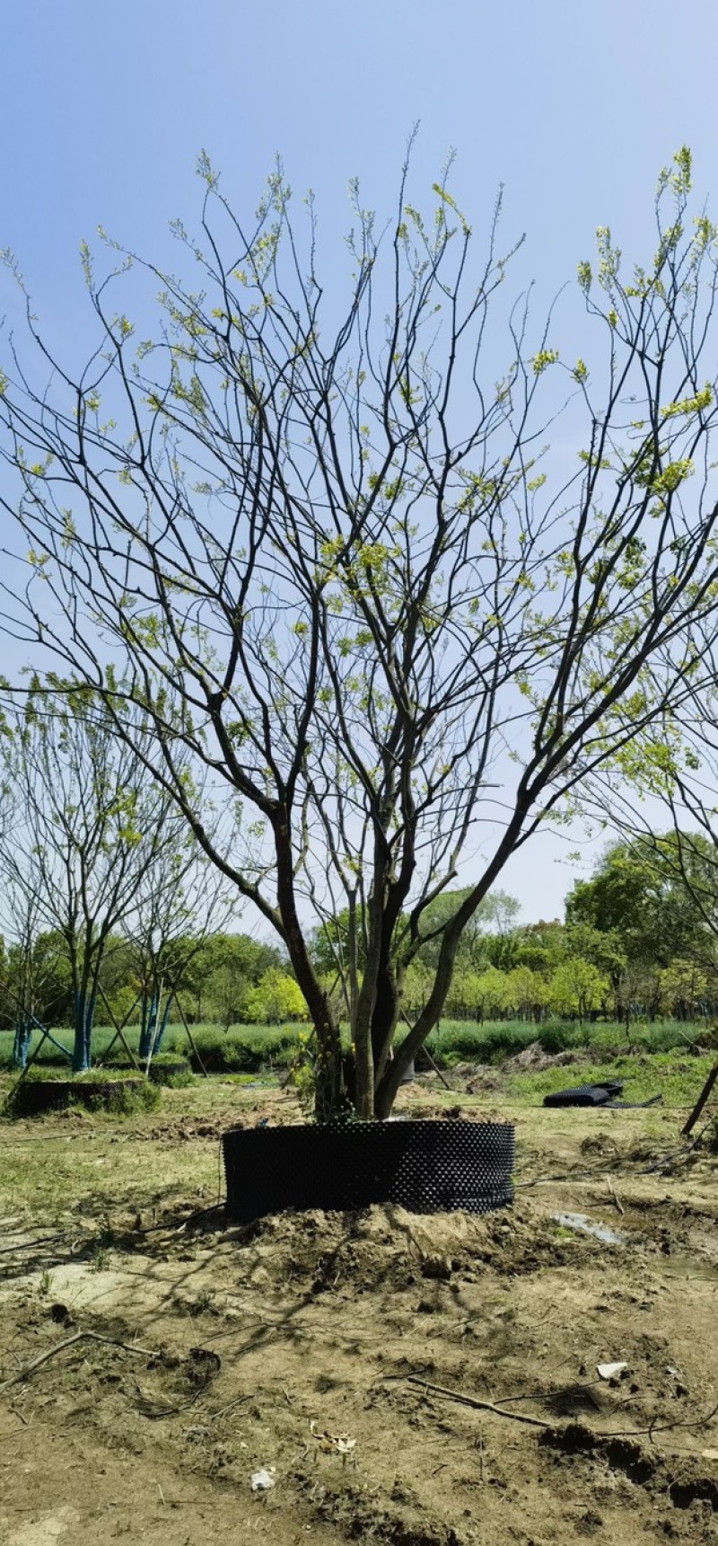丛生朴树原生苗拼栽苗5-8杆基地一手