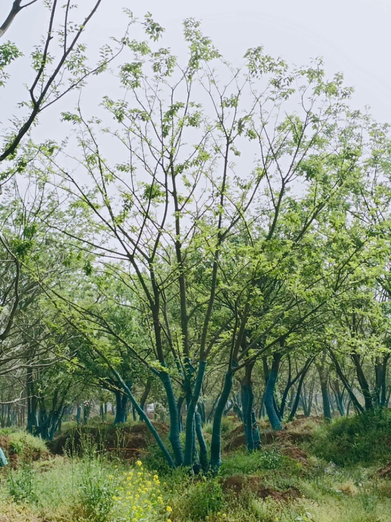 丛生朴树原生苗拼栽苗5-8杆基地一手