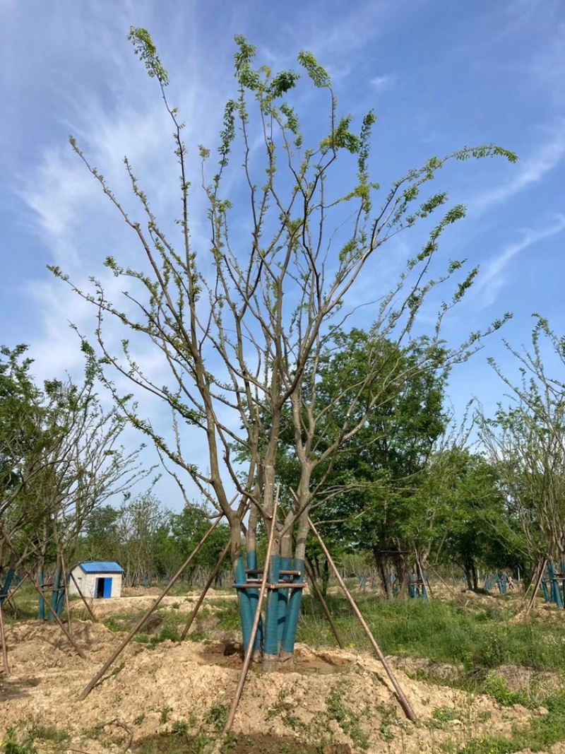 丛生朴树原生苗拼栽苗5-8杆基地一手